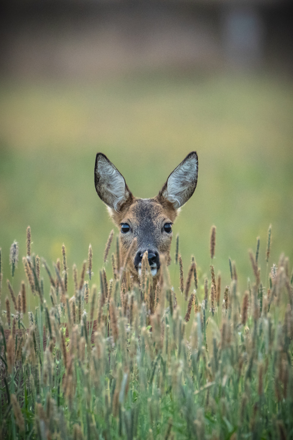 foto-sven-strot-buecker-recker-moor-reh