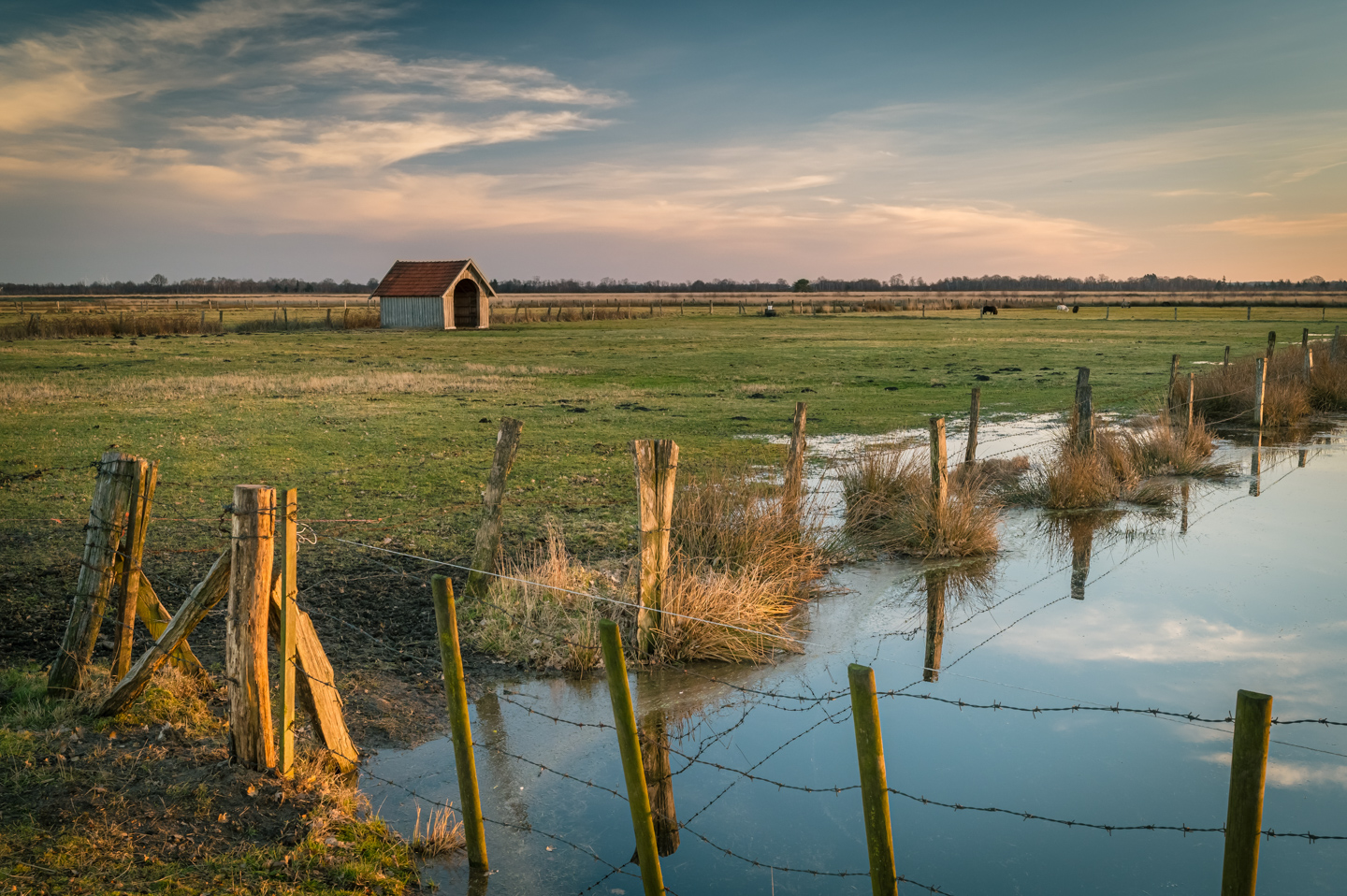 foto-sven-strot-buecker-recker-moor-tierwiese