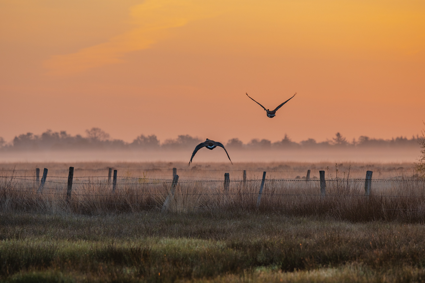 foto-sven-strot-buecker-recker-moor-voegel